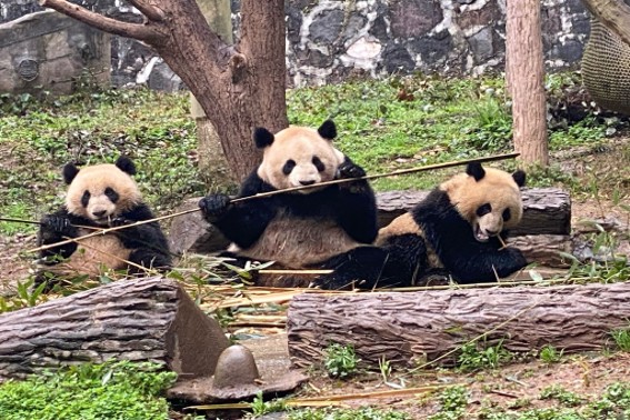 都江堰熊貓基地