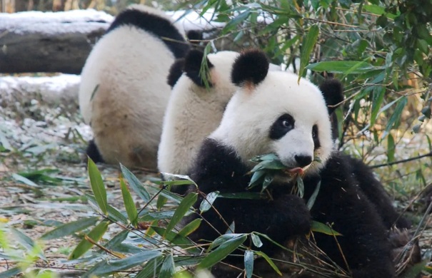 都江堰熊貓基地