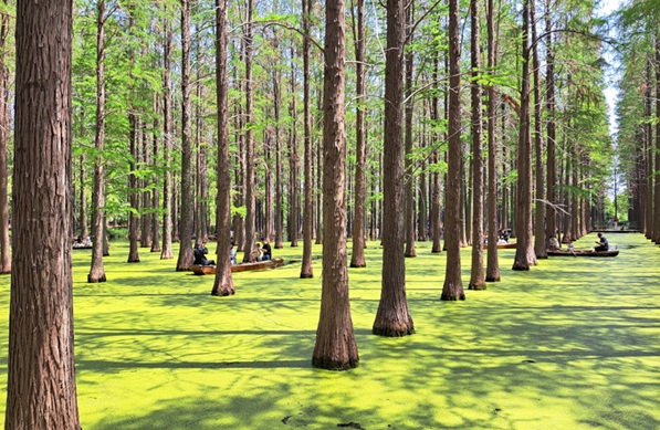 揚州淥洋湖濕地公園