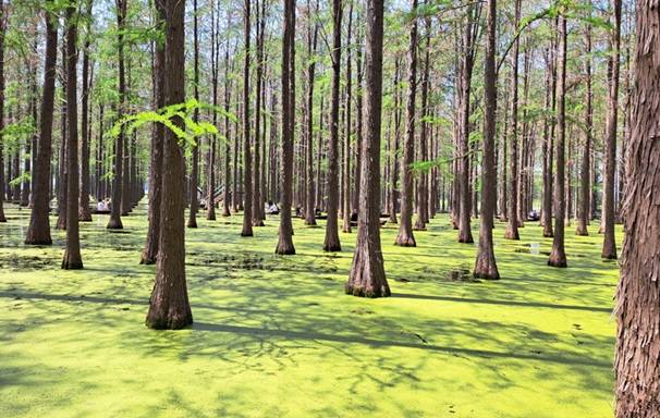 揚州淥洋湖濕地公園