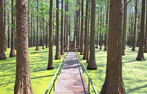 揚州淥洋湖濕地公園